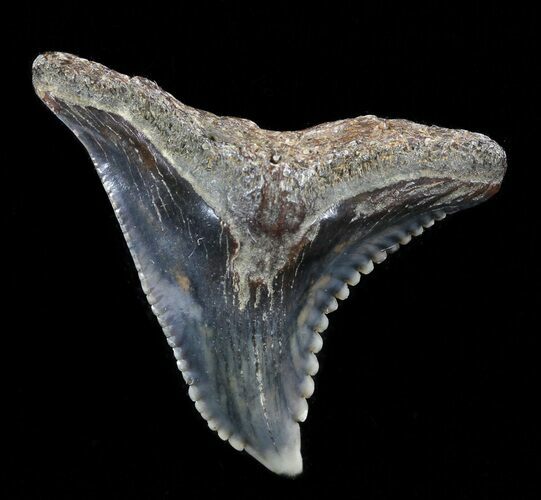 Colorful, Hemipristis Shark Tooth Fossil - Virginia #50036